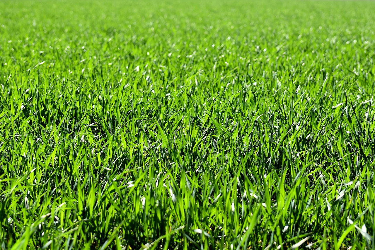 Herbe verte luxuriante en gros plan.